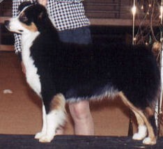 Cavalier's Belle Of The Ball | Australian Shepherd 
