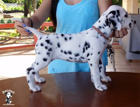 Dalsfort VI Ginger Rogers | Dalmatian 