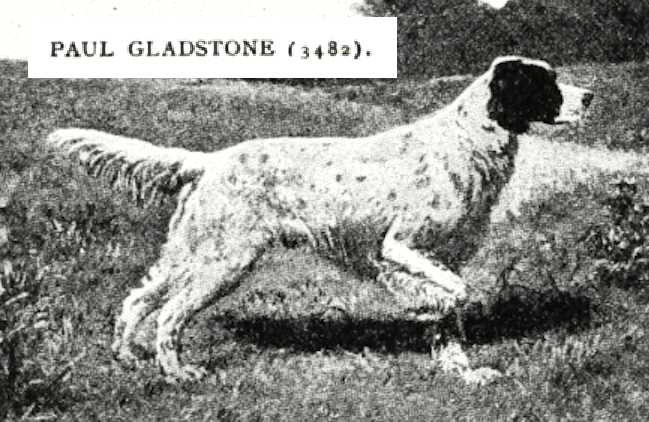 Paul Gladstone (003482) | English Setter 