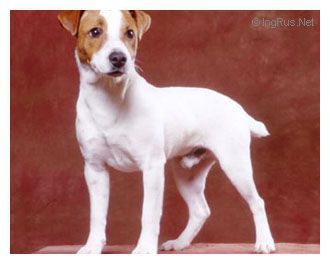 Tabarrino Sloppyjde | Jack Russell Terrier 