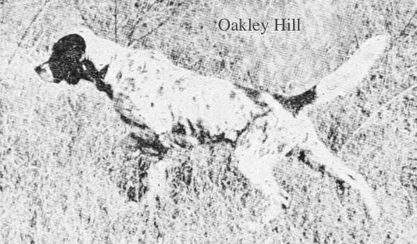 Oakley Hill (Rodfield x Sousie) | English Setter 