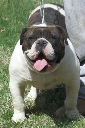 Fotus Mia | Olde English Bulldogge 