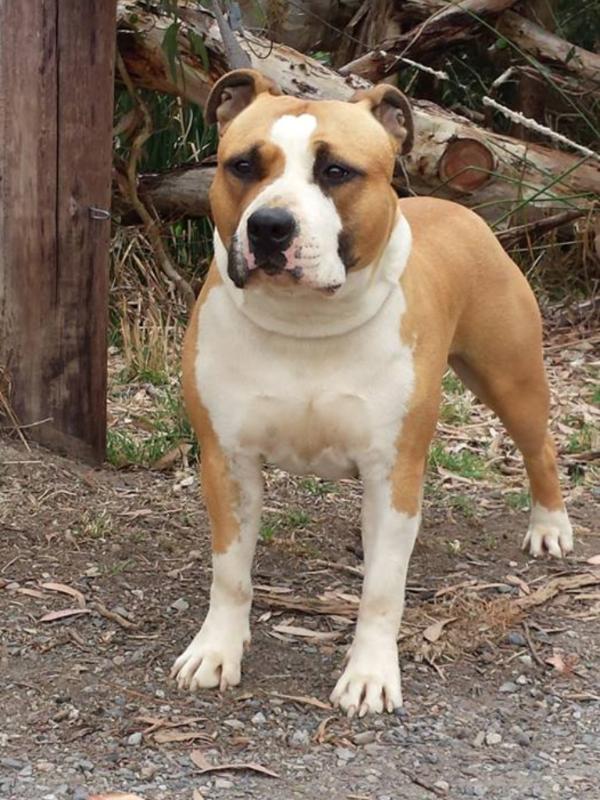 Amstafomine In Your Dreams | American Staffordshire Terrier 