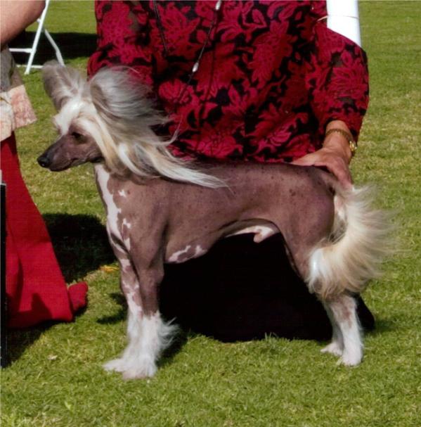 Kalon's Royal Krusader | Chinese Crested 