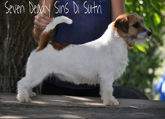 Seven Deadly Sins Di Sutri | Jack Russell Terrier 