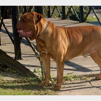 Apolo de la cofradia | Dogue de Bordeaux 