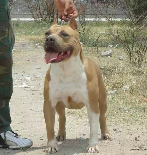 DYNASTY EFFY GOLDIE by CARDENAS | American Staffordshire Terrier 