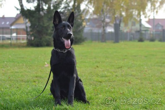 Cookie Enixa | German Shepherd Dog 