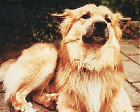 Skati (frá Olafsvöllum) - 9/76 | Icelandic Sheepdog 