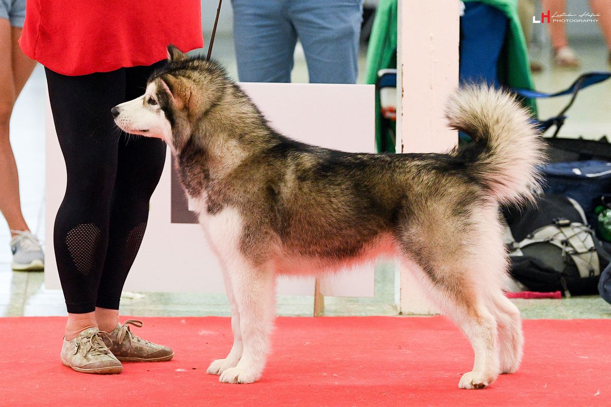 Beauty Bellissima Cane | Alaskan Malamute 