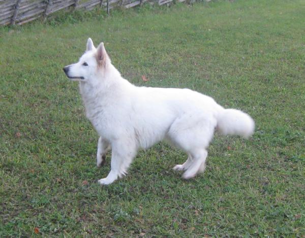 J-Aisling Bhain della Corte dei Delfini Bianchi | White Swiss Shepherd Dog 