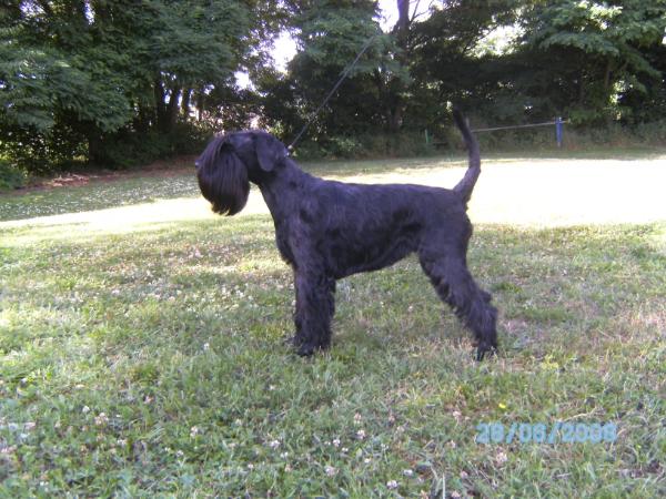 Magic Mysteri von der Talmühle | Standard Schnauzer 