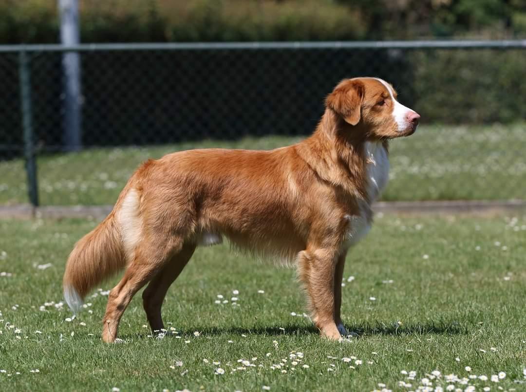 Magicfox's Truly Madly Deeply | Nova Scotia Duck Tolling Retriever 