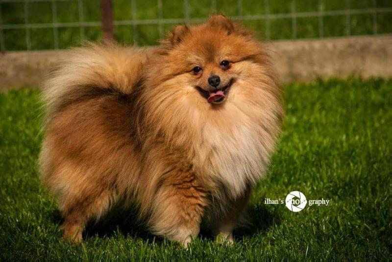 Cezar Danube Dwarf | German Spitz 