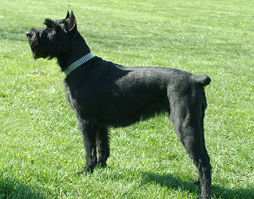 Apffel Bach's Brie | Giant Schnauzer 