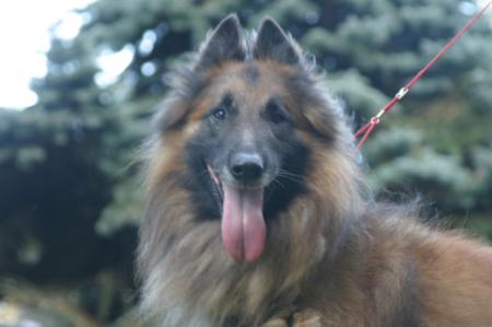 Xerex du Mas des Beautuyas | Belgian Tervuren 