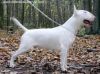 Untitled Veni Vedi Vici | Bull Terrier 