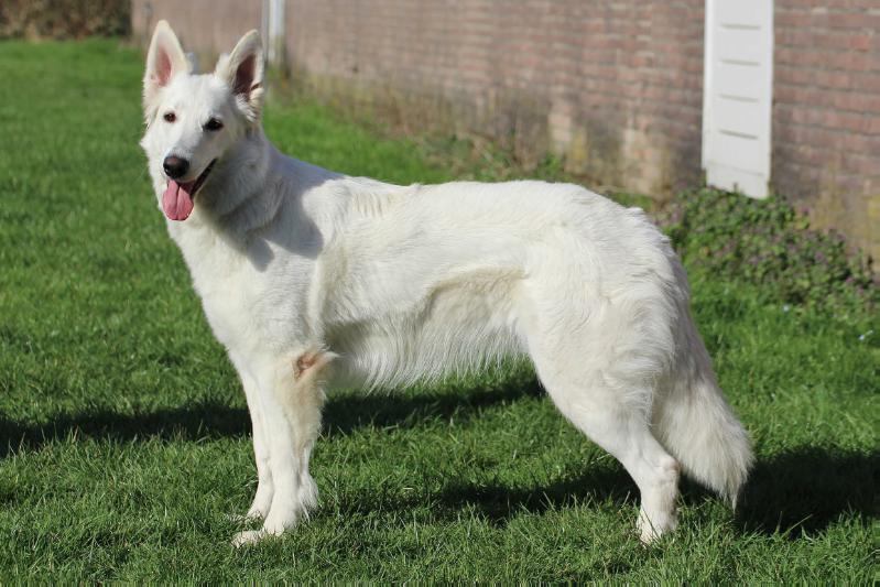 White Dream Dancer Chandraja Muraco | White Swiss Shepherd Dog 