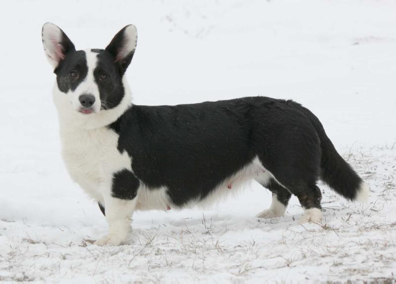 FLORET DRIAM OF SUNNY GLEN | Cardigan Welsh Corgi 