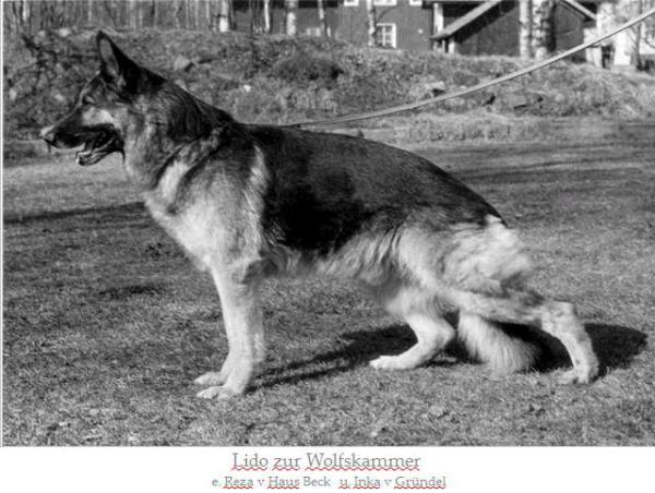 Lido zur Wolfskammer | German Shepherd Dog 