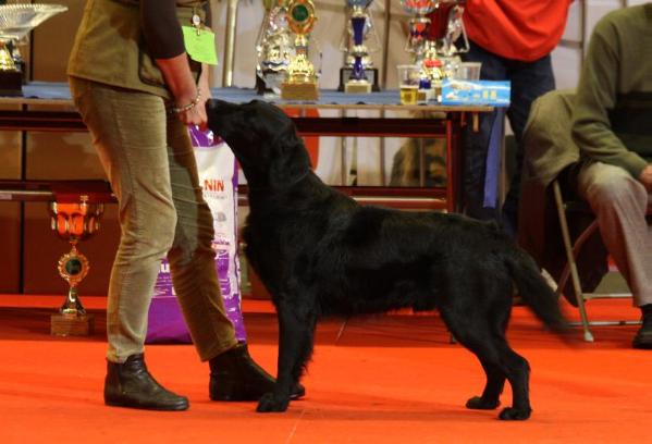 Dark Devotion Oban's Obsession | Flat-Coated Retriever 