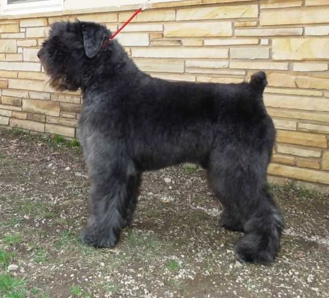 Lothar-Penny V.D. VanenBlikhoeve | Bouvier des Flandres 