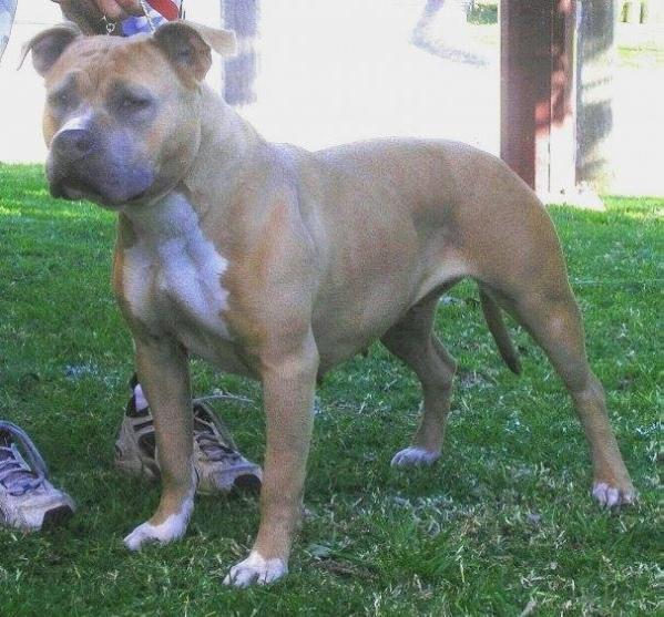 Attomoy Royal Goddess (AI) | American Staffordshire Terrier 