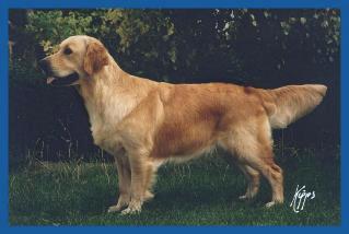 Frankby Scarlet Ribbons | Golden Retriever 