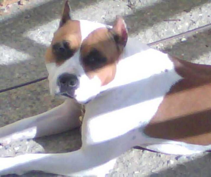 angel of my guys by strong quality | American Staffordshire Terrier 