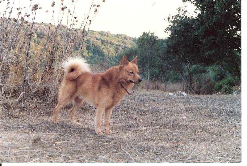 C'KALEVANTULI de la Cascade des Jarreaux | Finnish Spitz 