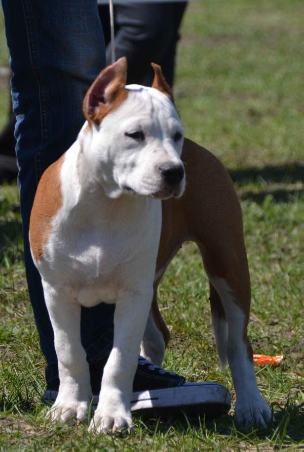 Esmy Snow White Feniks Ra | American Staffordshire Terrier 