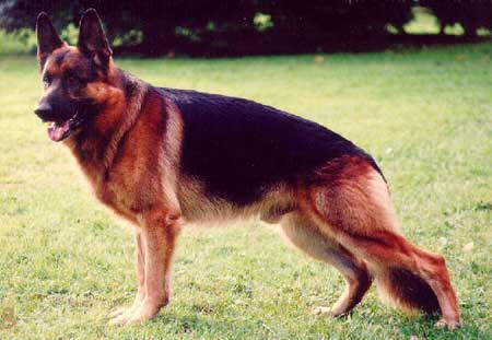 Mark vom Oberriedertal | German Shepherd Dog 