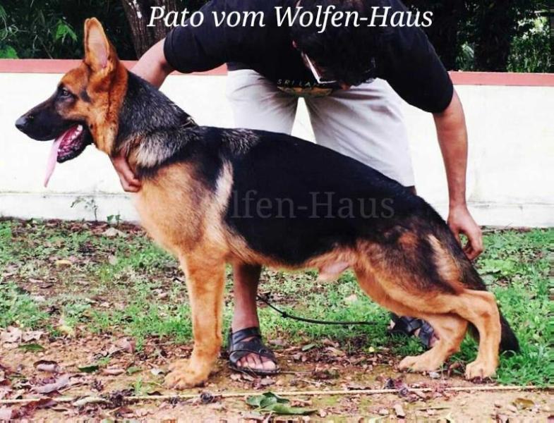 Pato vom Wolfen-Haus | German Shepherd Dog 
