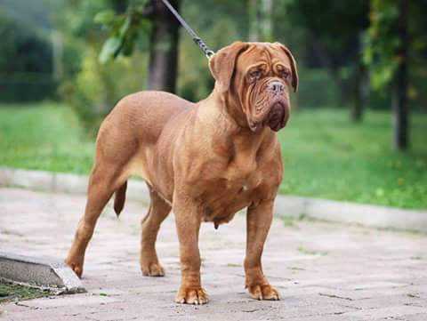 Dogs Land X-Tra | Dogue de Bordeaux 