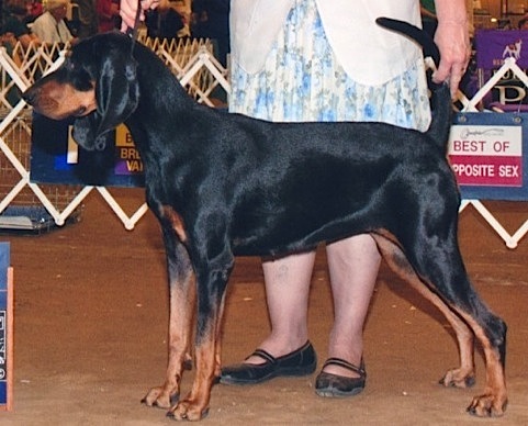 Rockytop Luck Be A Lady | Black and Tan Coonhound 