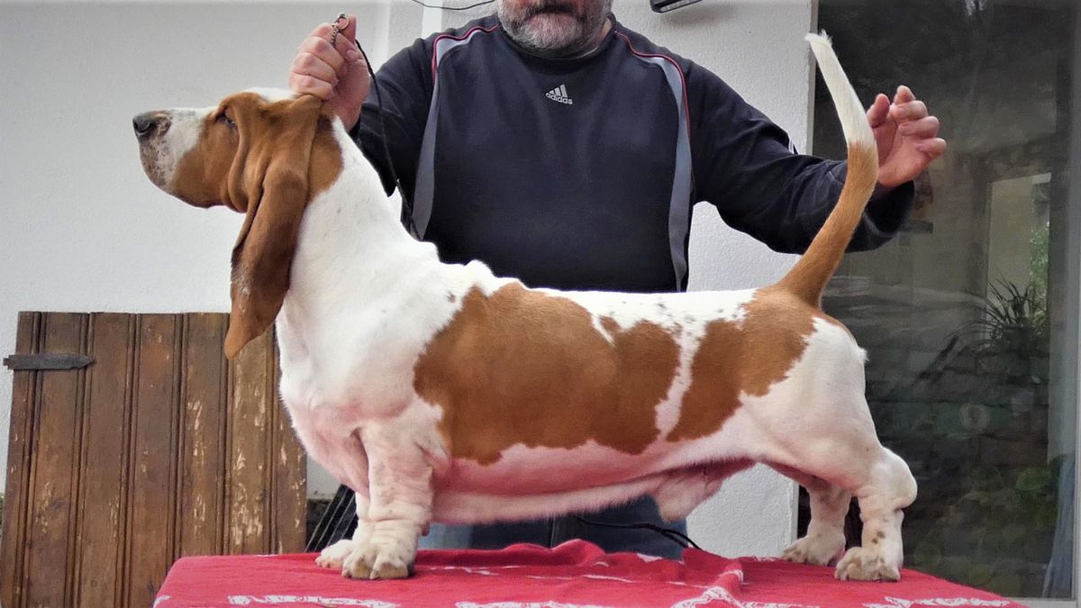 A New Hope to Be Happy | Basset Hound 