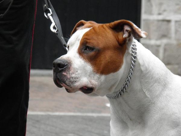Jackpot du domein de Leiestreek | American Staffordshire Terrier 