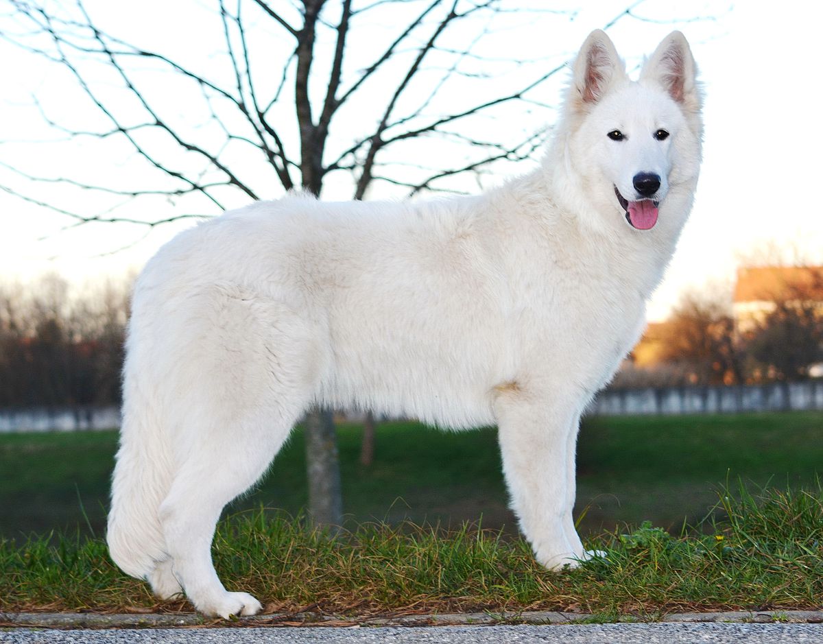 A dream of You od bijelih andela "Zumba" | White Swiss Shepherd Dog 