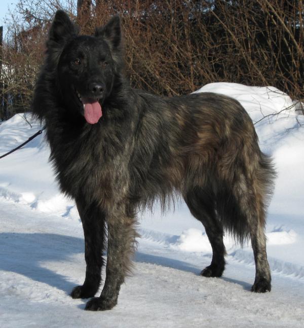 Deonic | Dutch Shepherd 