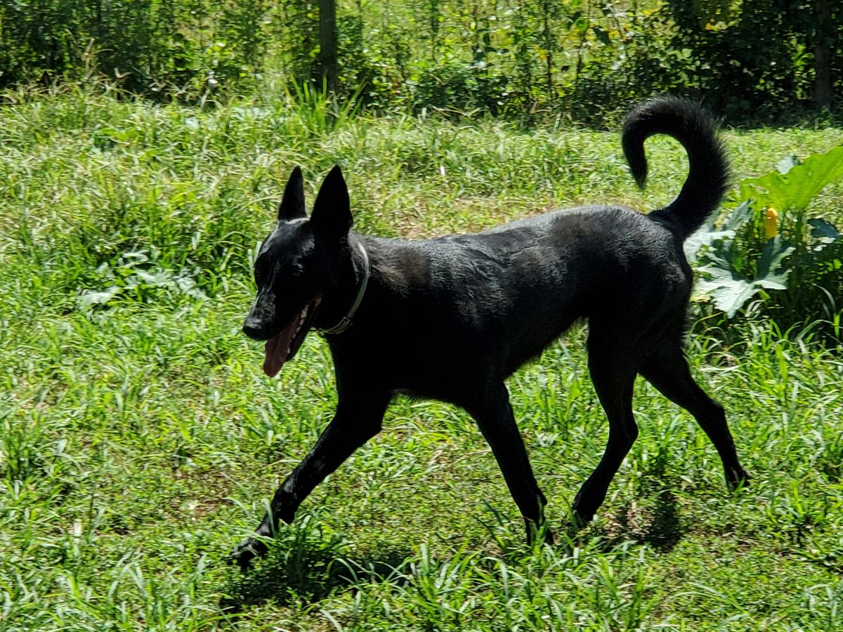 ZiZaya Von Haus Alptraum | Belgian Malinois 