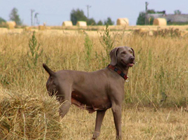 BENITA Motyczynski Las | Weimaraner 