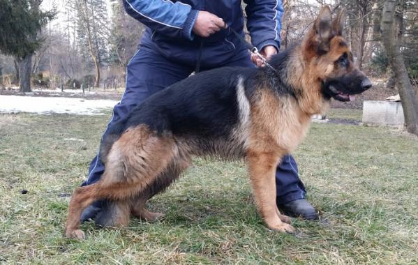 Aron Lary Mak | German Shepherd Dog 