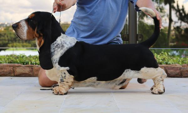 BR Lake Park HARRY | Basset Hound 