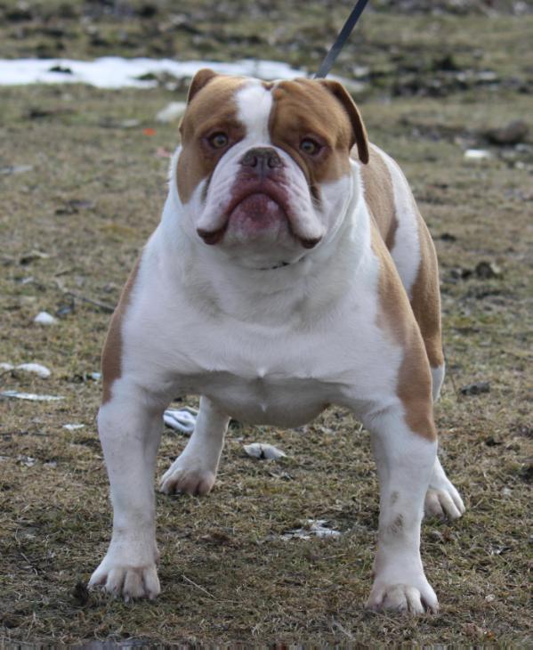 Taurus Bulls Tyreal | Olde English Bulldogge 