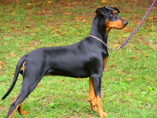 KIRA vom Klosterfels | German Pinscher 