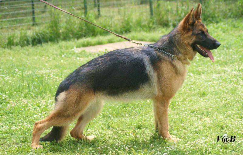 Dora del caiatino | German Shepherd Dog 