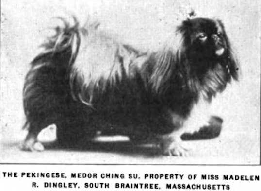 Medor Ching Su 272240 vXXXVII | Pekingese 