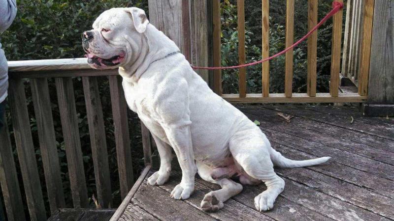 fat boy slugger | American Bulldog 