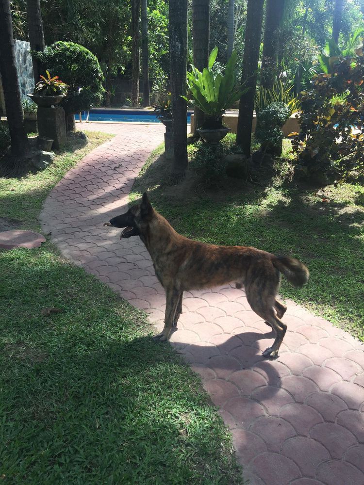 TANGO OF ISLANDTRACKER | Dutch Shepherd 