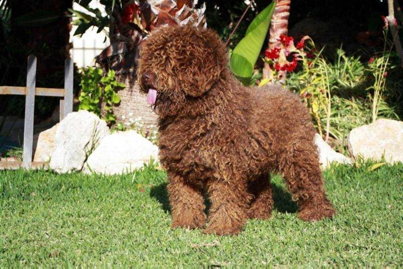 Wanda del Rabadan | Spanish Water Dog 